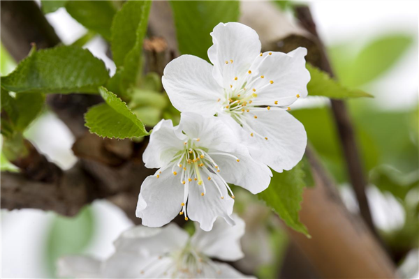 Prunus avium