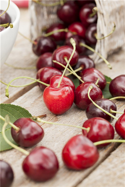 Prunus avium