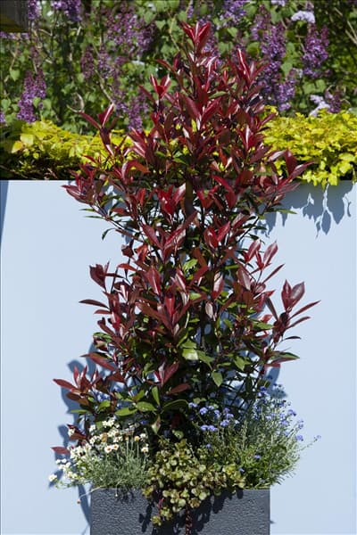 Photinia fraseri 'Red Robin'
