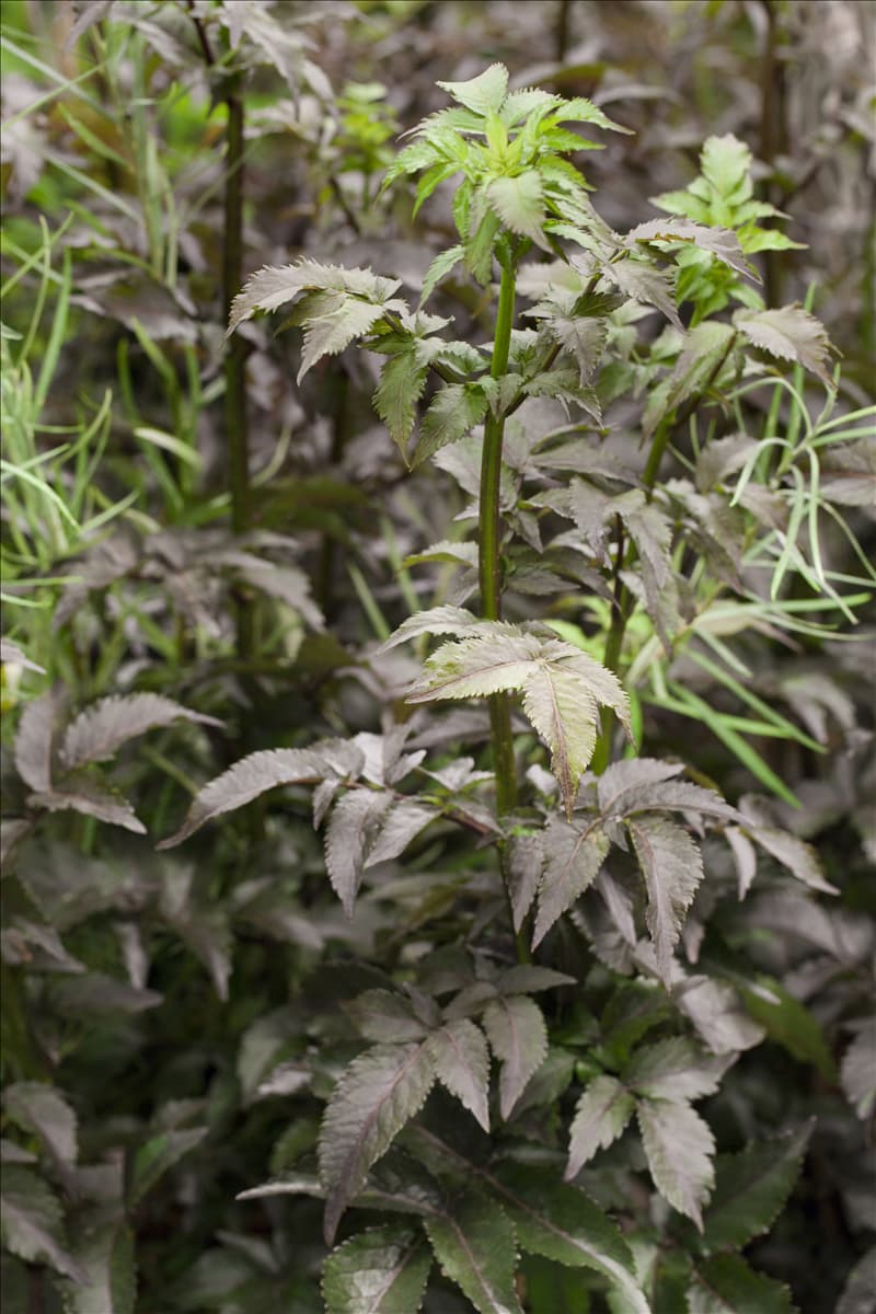 Sambucus nigra 'Black Tower'®