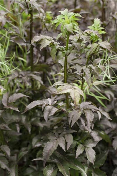 Sambucus nigra 'Black Tower'®