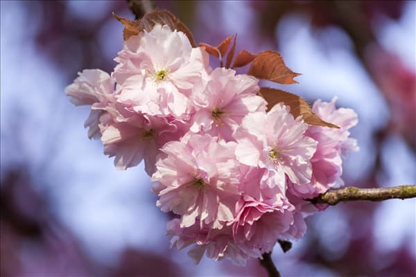 Prunus subhirtella 'Accolade'