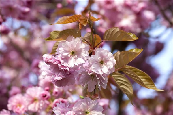 Prunus subhirtella 'Accolade'