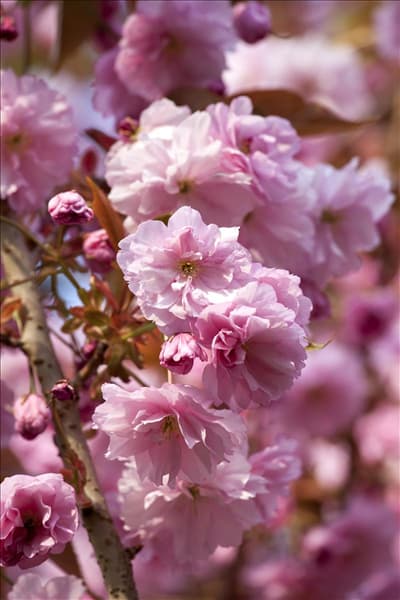 Prunus subhirtella 'Accolade'