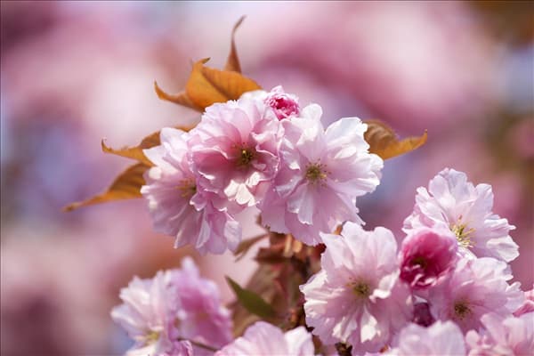 Prunus subhirtella 'Accolade'