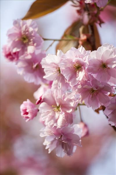 Prunus subhirtella 'Accolade'