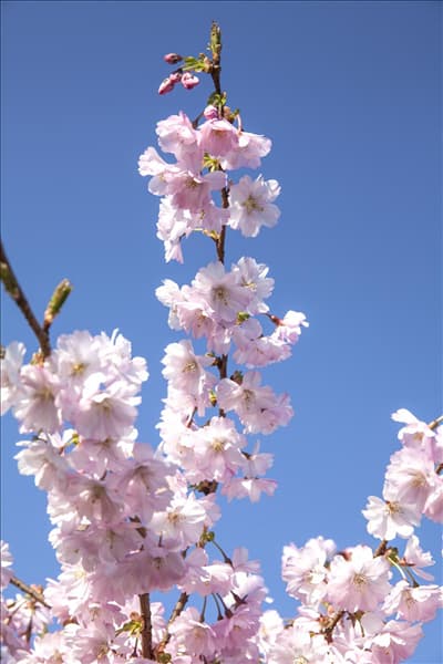 Prunus subhirtella 'Accolade'