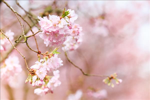 Prunus subhirtella 'Accolade'