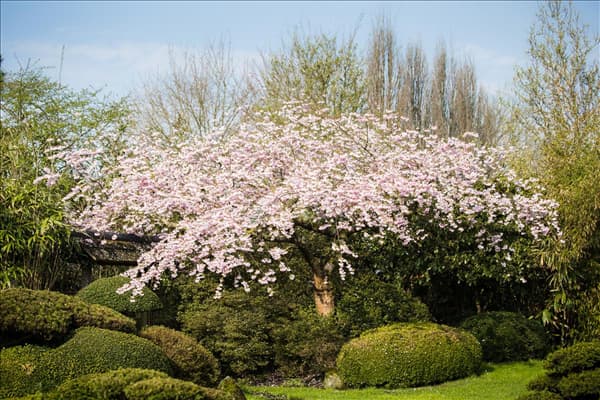 Prunus subhirtella 'Accolade'