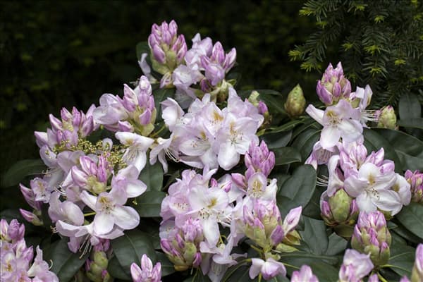 Rhododendron 'Gomer Waterer'