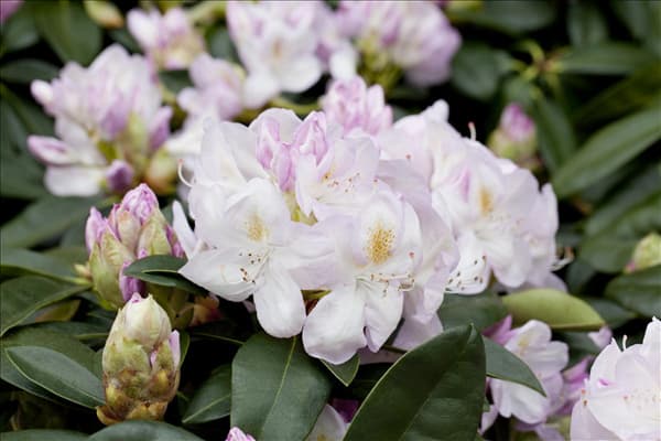 Rhododendron 'Gomer Waterer'