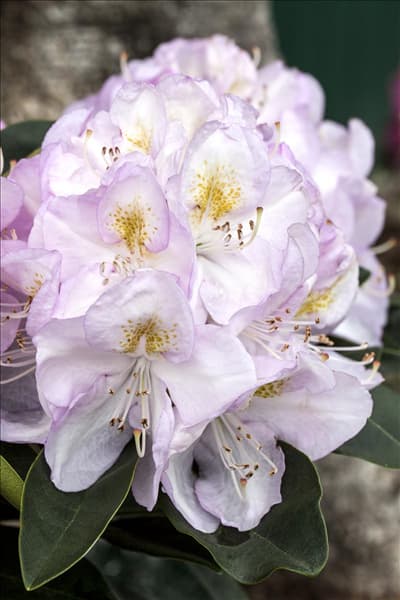 Rhododendron 'Gomer Waterer'