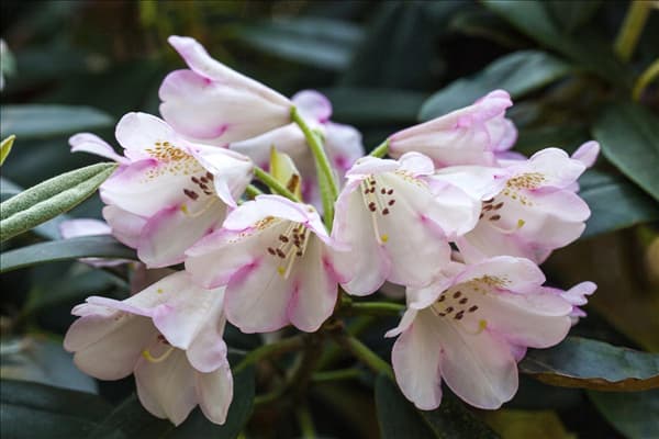 Rhododendron 'Gomer Waterer'