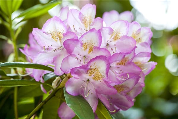 Rhododendron 'Gomer Waterer'