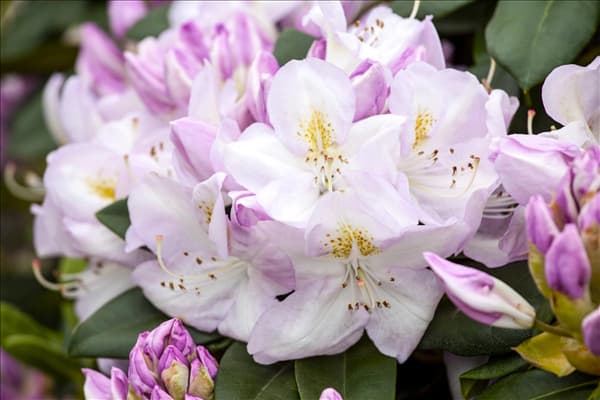 Rhododendron 'Gomer Waterer'