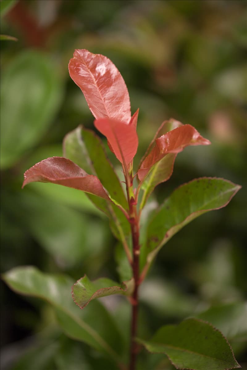 Photinia fraseri 'Robusta Compacta'