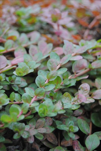 Rotala rotundifolia