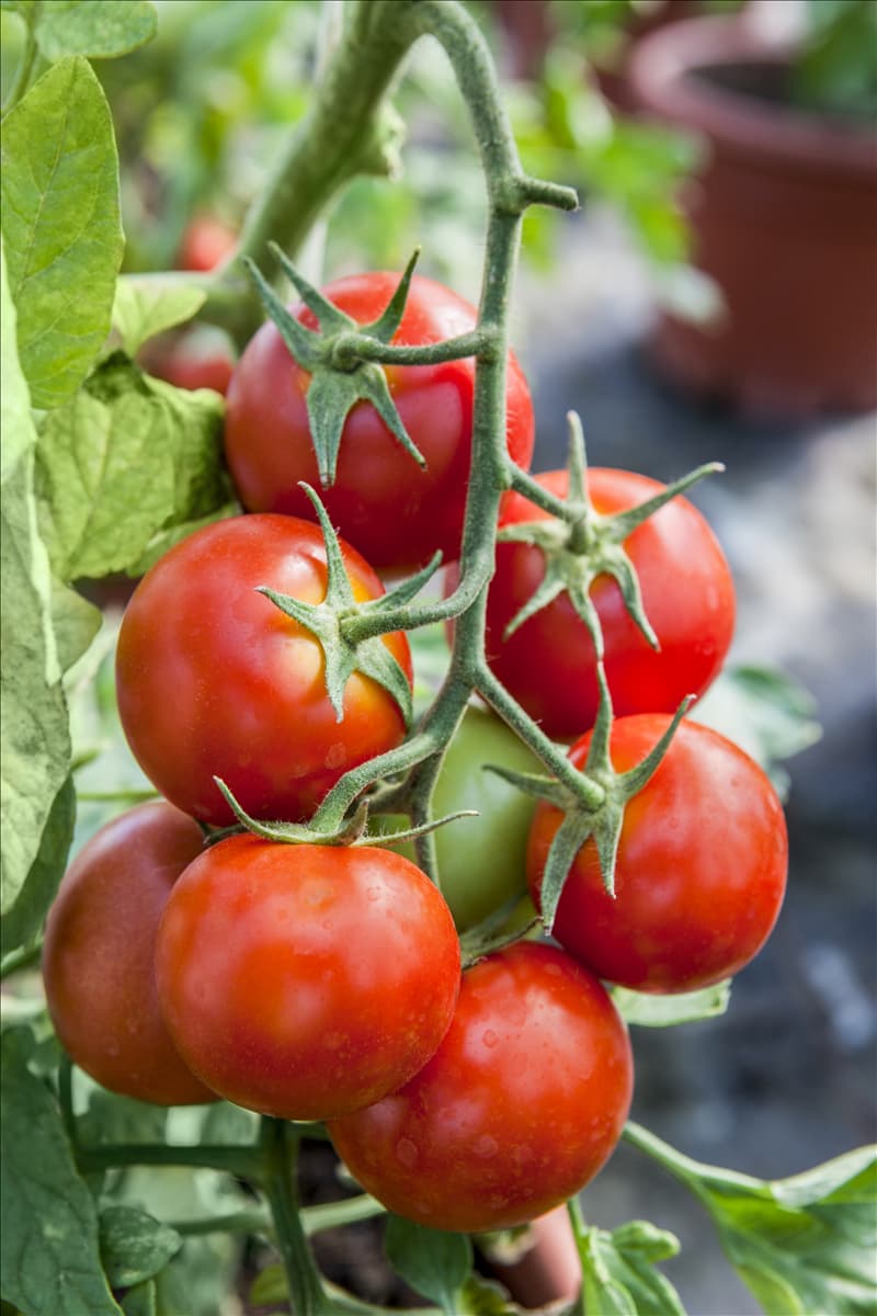 Solanum lycopersicum