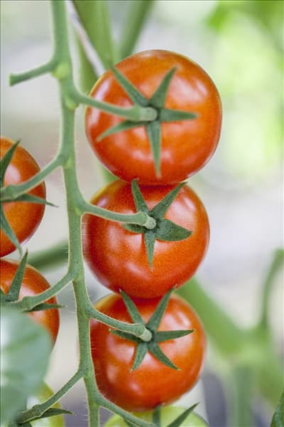 Solanum lycopersicum