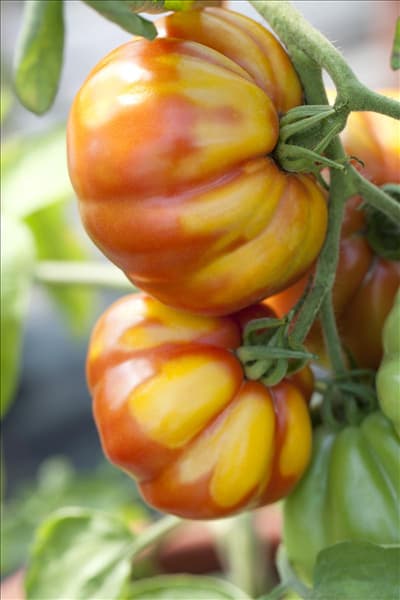 Solanum lycopersicum