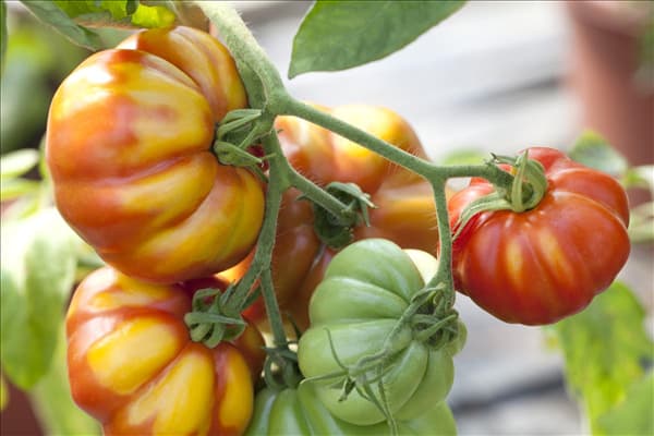 Solanum lycopersicum