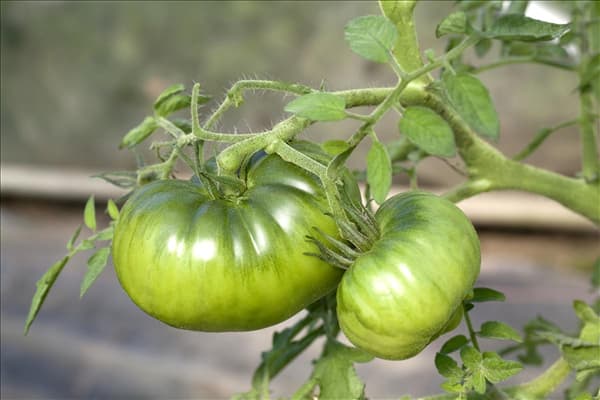Solanum lycopersicum