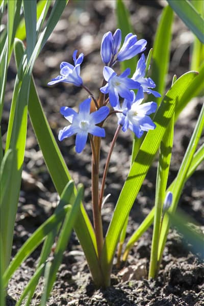 Scilla