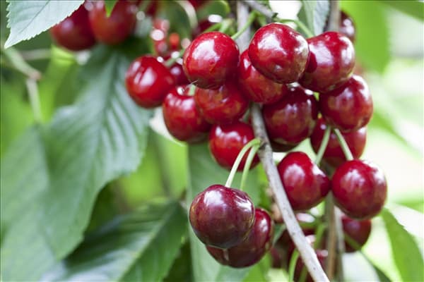 Prunus avium 'Skeena'