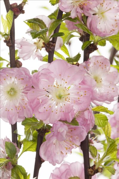 Prunus triloba