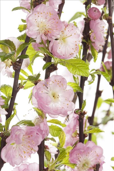 Prunus triloba