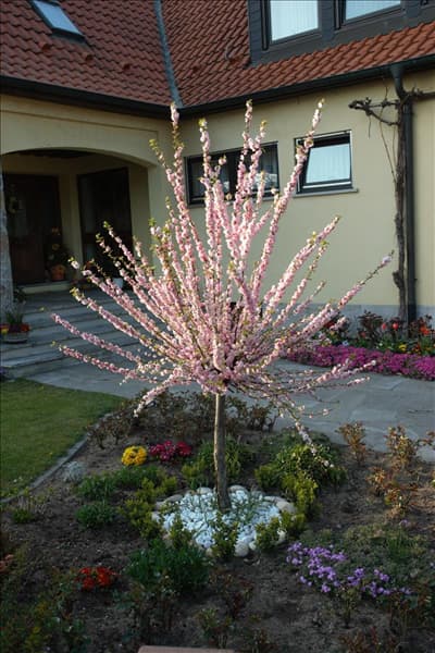 Prunus triloba
