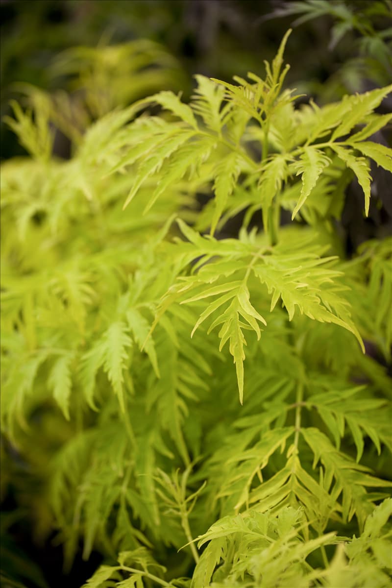 Sambucus racemosa 'Sutherland Gold'