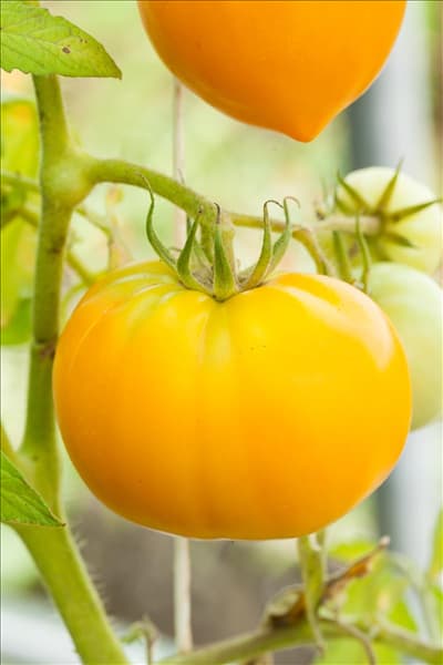 Solanum lycopersicum, gelb