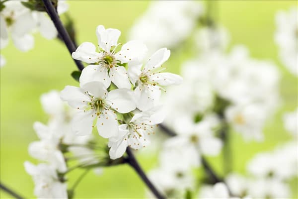 Prunus, Zierkirsche