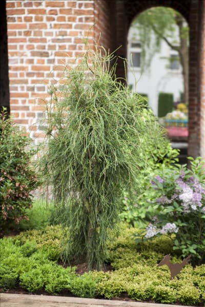 Platycladus orientalis