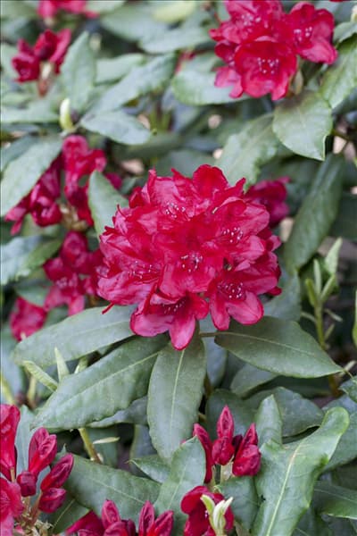 Rhododendron 'Hachmann´s Feuerschein'®