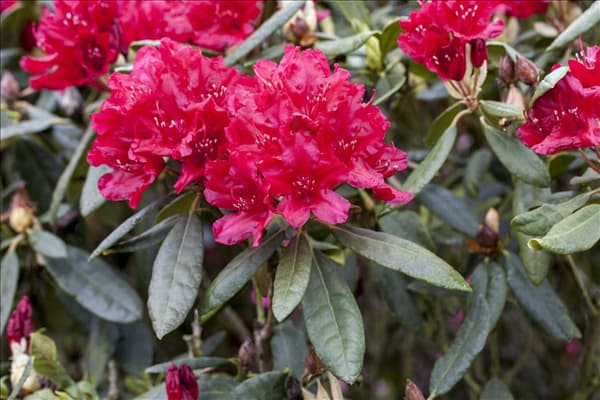 Rhododendron 'Hachmann´s Feuerschein'®