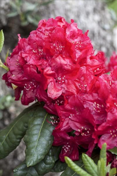 Rhododendron 'Hachmann´s Feuerschein'®