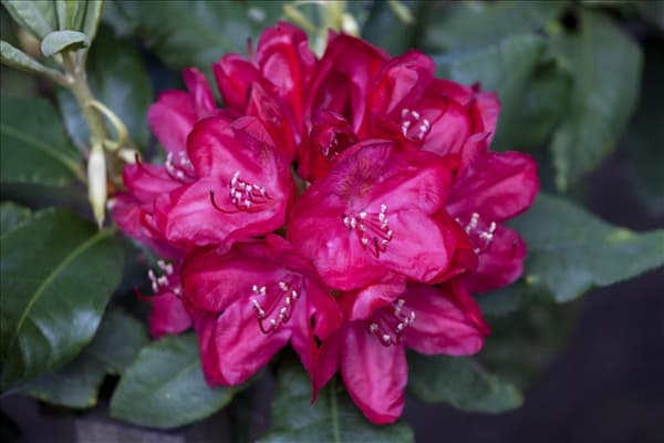 Rhododendron 'Hachmann´s Feuerschein'®