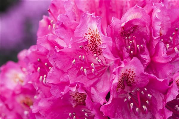 Rhododendron 'Hachmann´s Feuerschein'®
