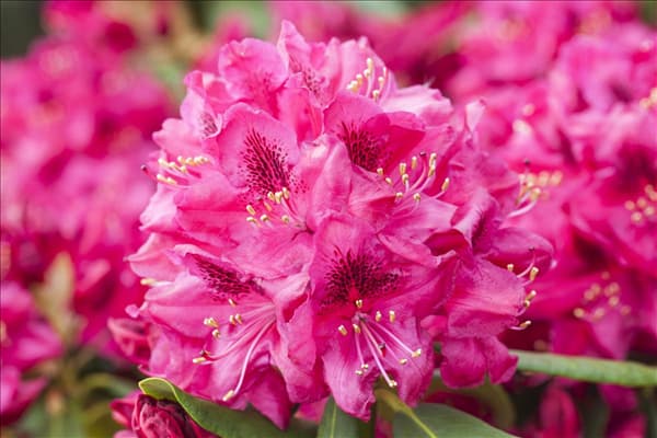 Rhododendron 'Hachmann´s Feuerschein'®