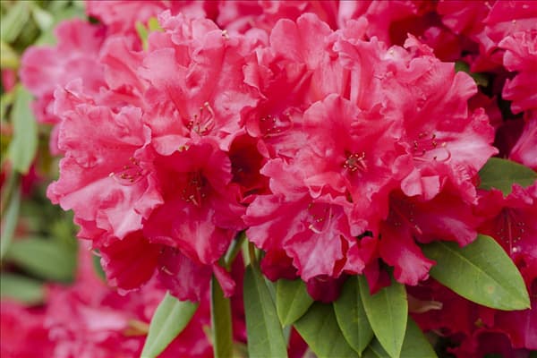 Rhododendron 'Hachmann´s Feuerschein'®