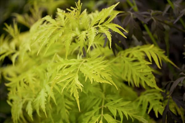 Sambucus racemosa 'Sutherland Gold'
