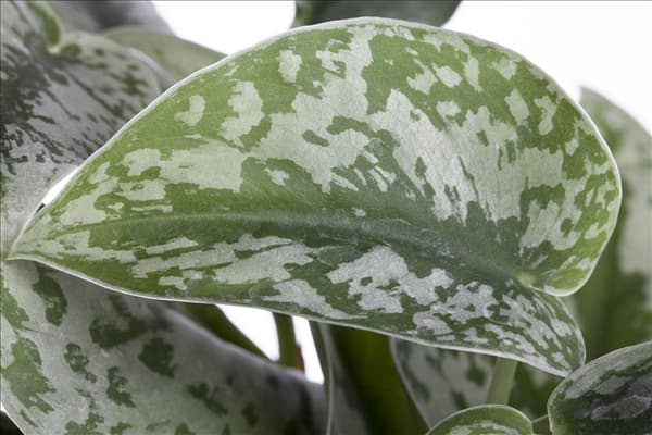 Scindapsus pictus