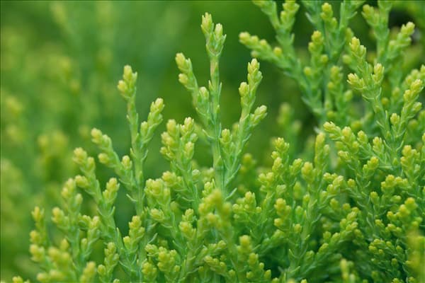 Platycladus orientalis 'Aurea Nana'