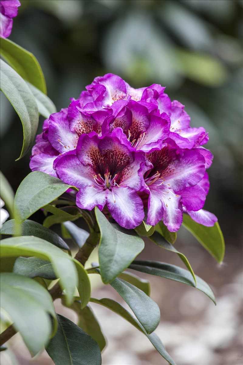 Rhododendron 'Hans Hachmann'®