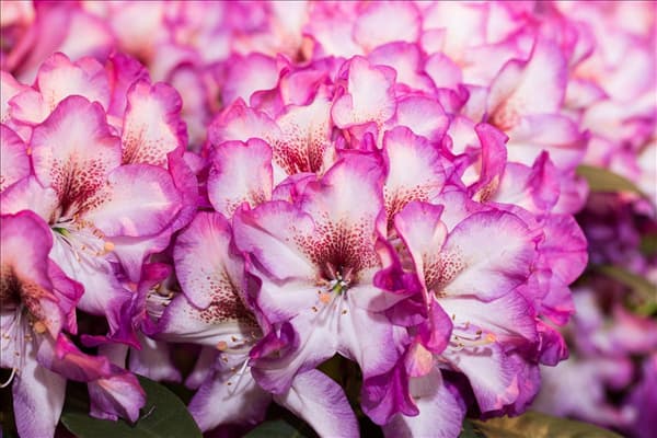 Rhododendron 'Hans Hachmann'®