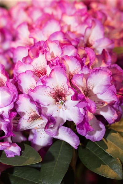 Rhododendron 'Hans Hachmann'®