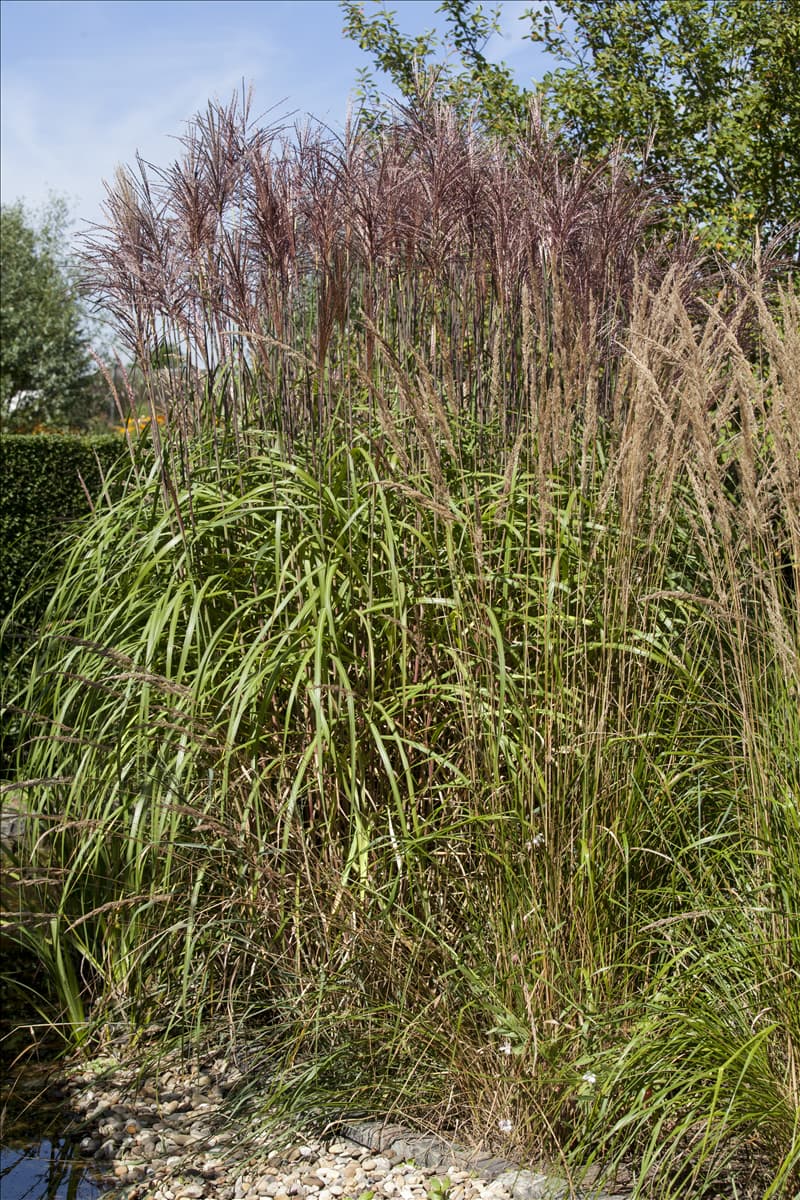 Phragmites australis