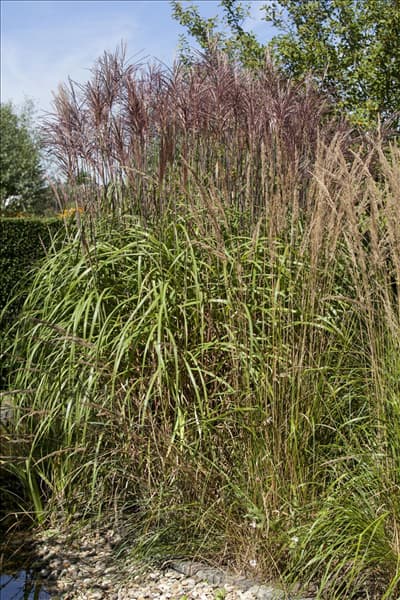 Phragmites australis